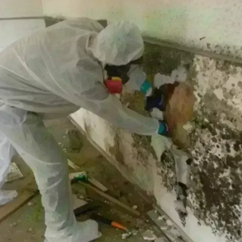 Mold Remediation and Removal in Crosby, MN